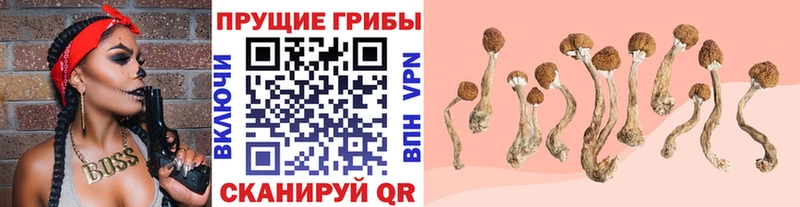 Псилоцибиновые грибы прущие грибы  Салехард 